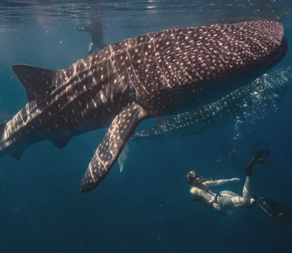 Whale shark snorkelling at South Ari. The atoll's marine ecosystem supports year-round whale shark sightings within day-trip range.