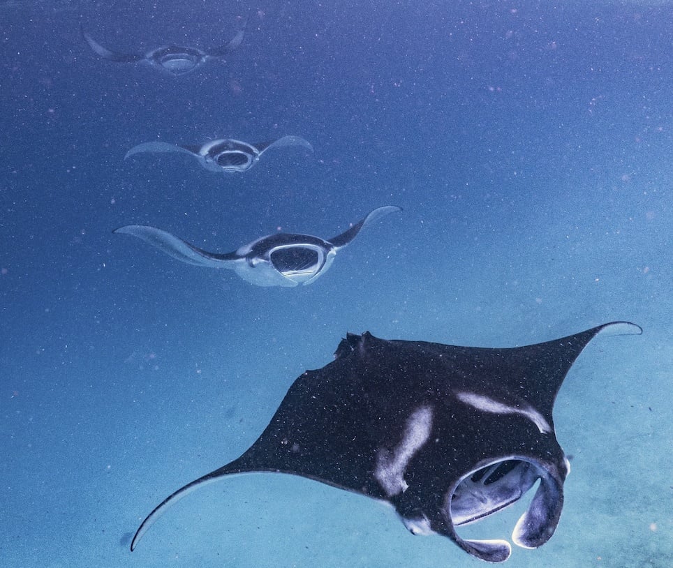 Manta encounter at Hanifaru Bay. Landaa's marine programme is the access point during the June–November season.