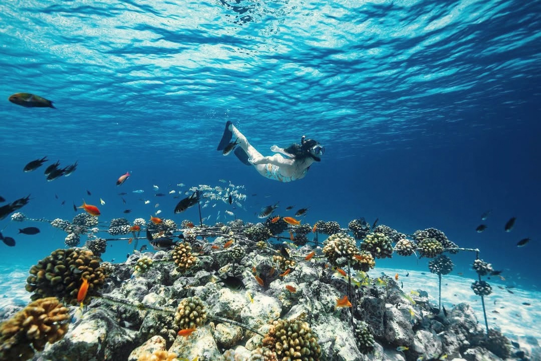 The house reef from below. Lhaviyani Atoll is one of the more productive reef systems in the Maldives for snorkelling directly from the island.