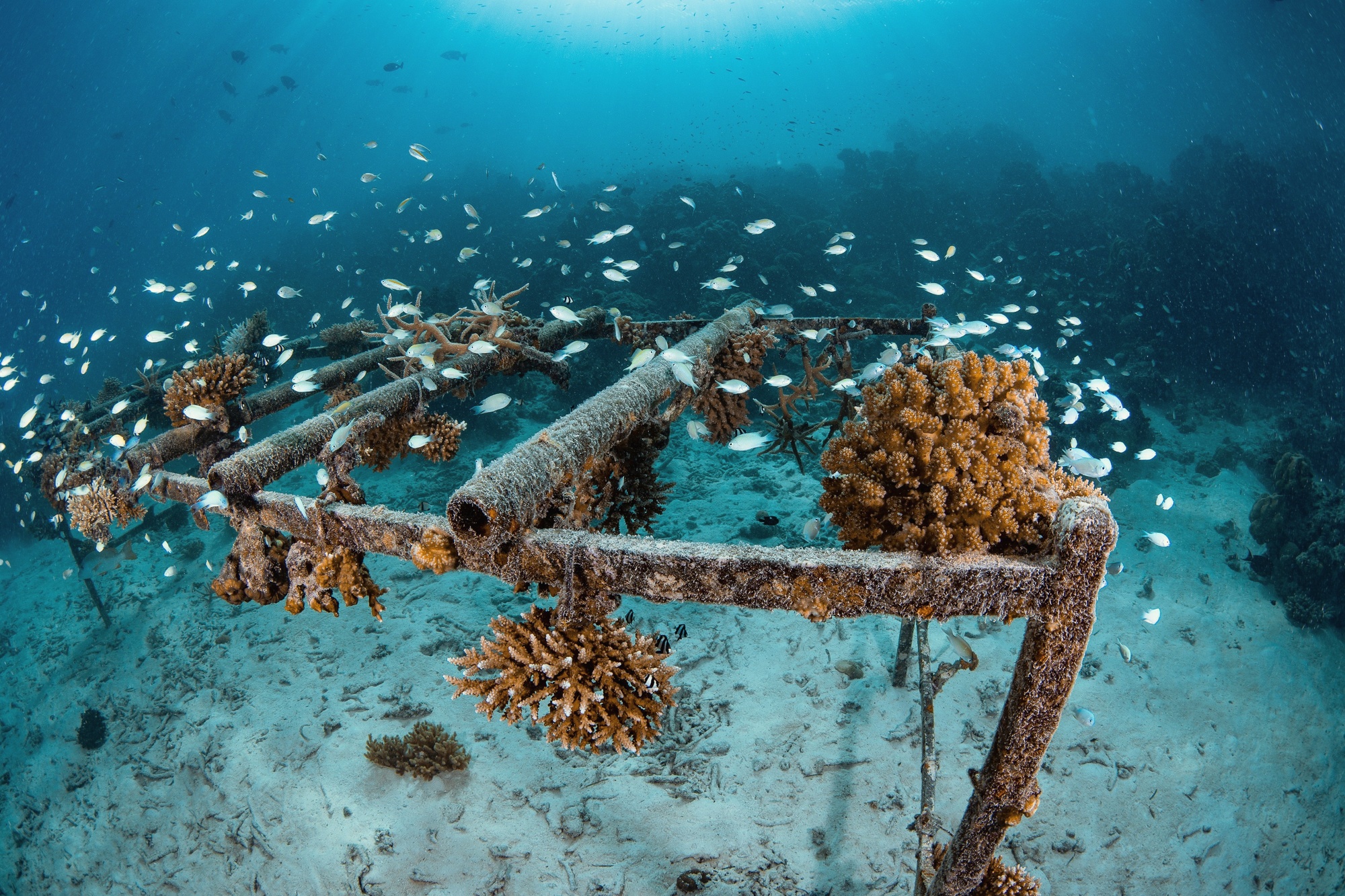 The reef drop-off at the island's edge. Coral formations and seagrass meadows are accessible directly from the beach without a boat transfer.