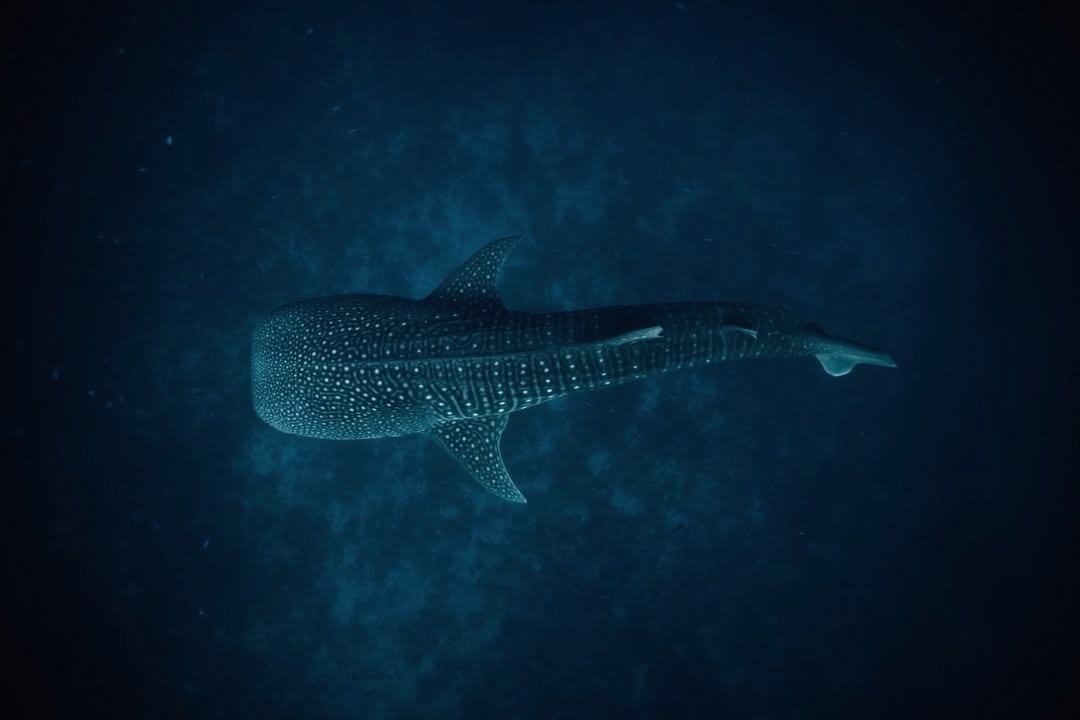 A whale shark in the South Ari corridor. The reef system directly off Huvahendhoo is one of the most reliable whale shark sites in the Maldives, accessible from the on-site dive house.