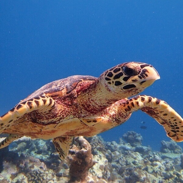 The house reef from the surface. Manta rays and reef sharks visible in the shallows without a boat transfer.