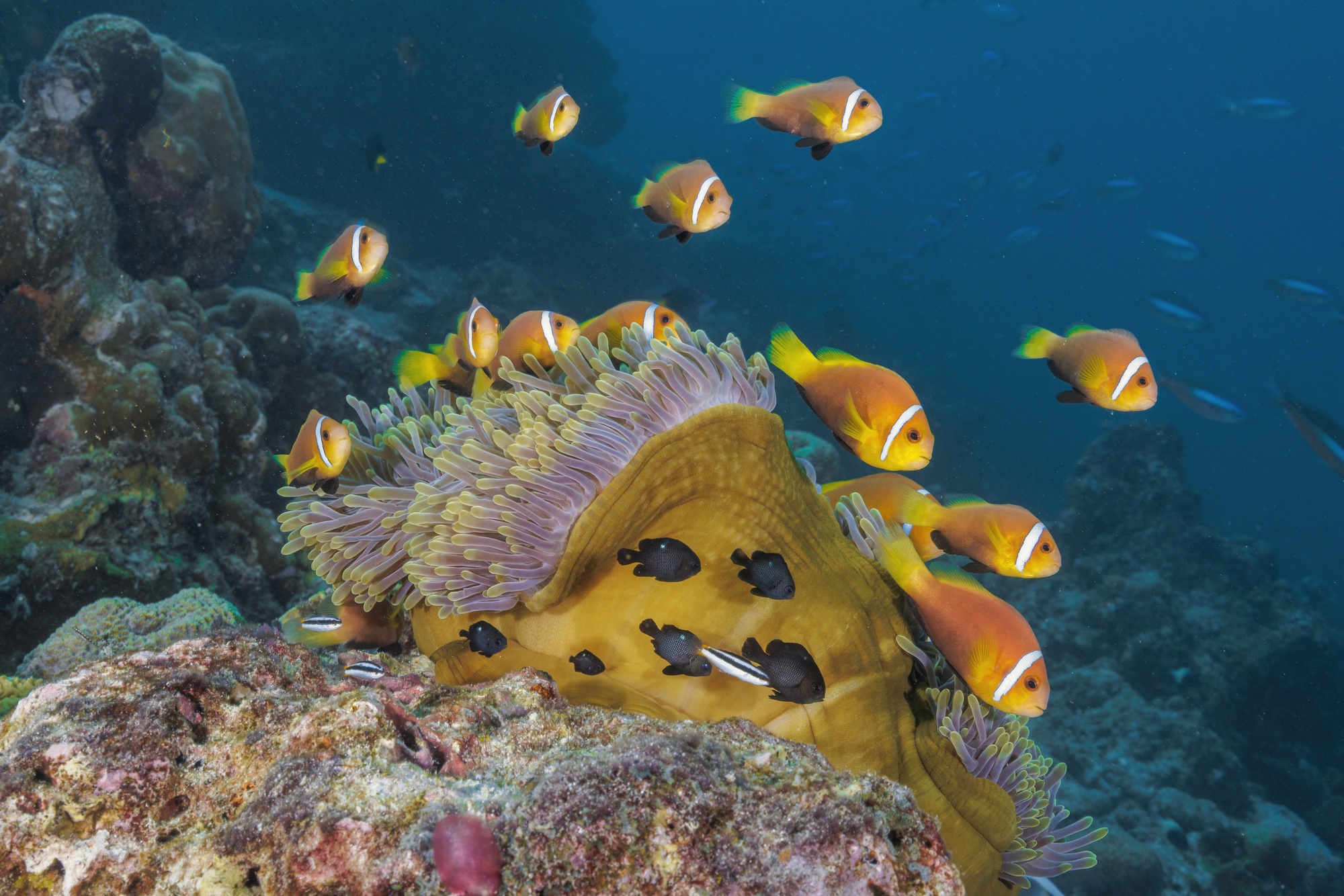 The house reef from below. Coral formations and reef fish in the shallows, the kind of snorkelling available directly from the villa steps.