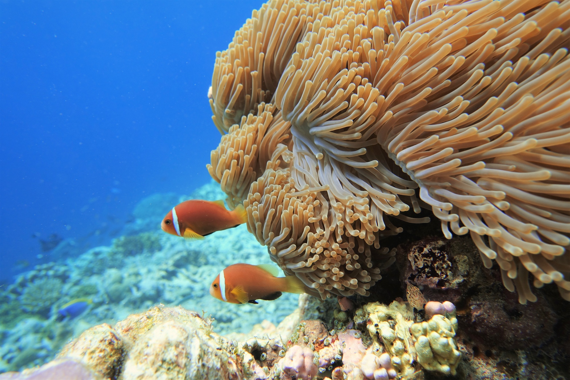 The far south from the jetty. Gaafu Alifu Atoll sees a fraction of the visitor volume of the central atolls, and the reef systems reflect that.