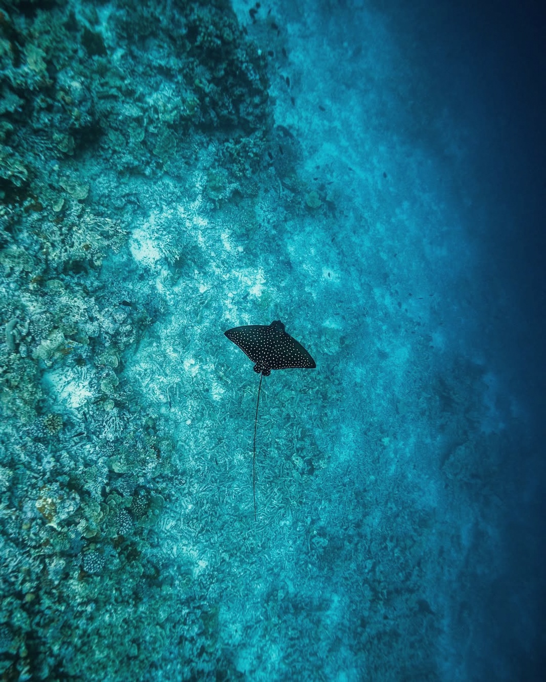 A manta ray in the Baa Atoll channel. The UNESCO Biosphere Reserve waters surrounding Vakkaru are among the most productive manta aggregation sites in the Maldives.