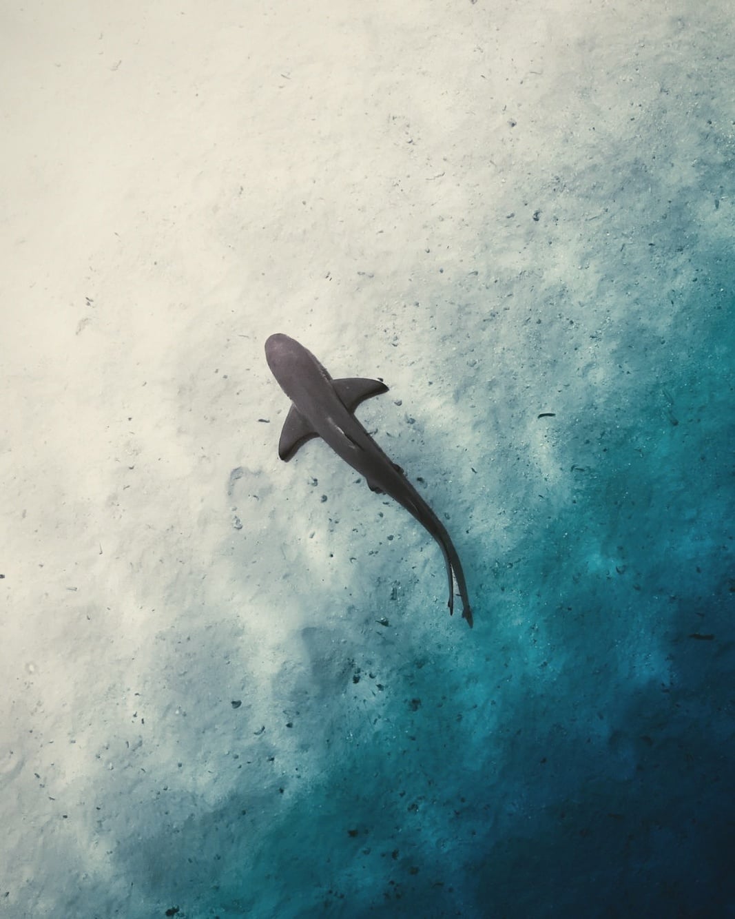 Whale shark excursion. W's North Ari location is within day-trip range of South Ari's whale shark season.