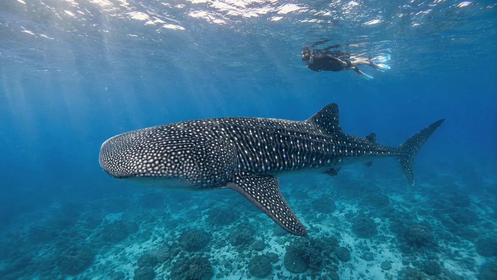 Conrad Maldives Rangali Island — Rare Windows